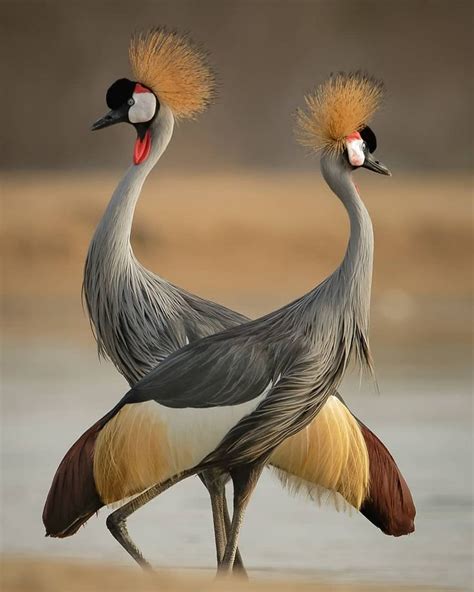 Best bird pictures on Instagram: “Double Crowned Crane! By:@uaebif ...