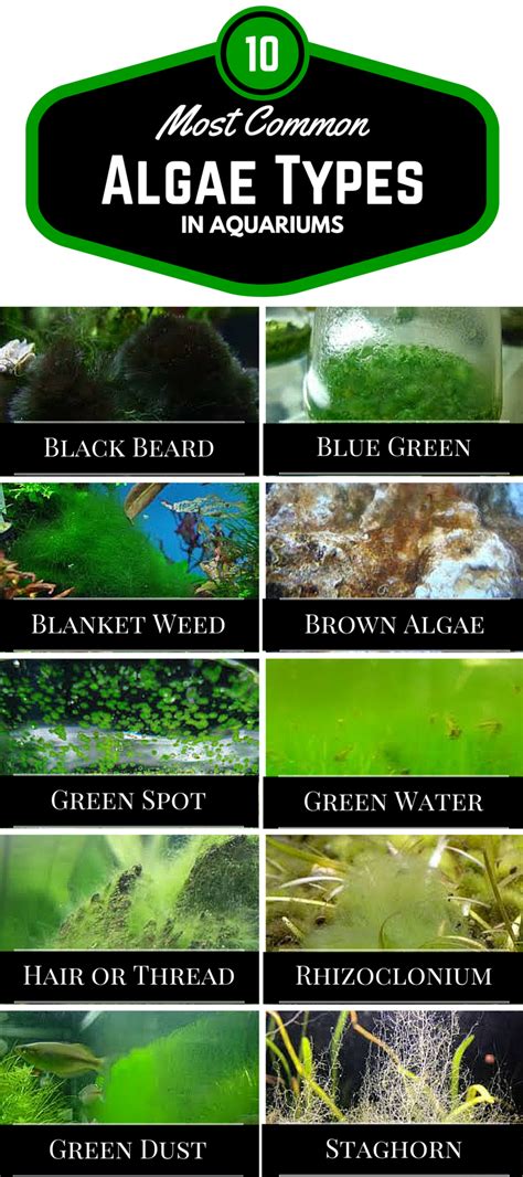 Aquarium Algae Types: The 10 Most Common Types of Aquarium Algae