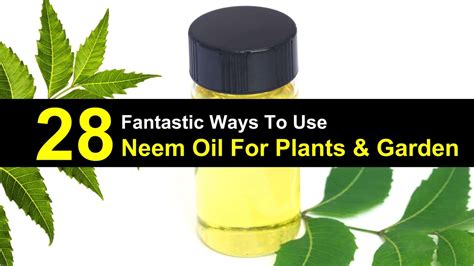 28 Fantastic Ways to Use Neem Oil for Plants & Garden