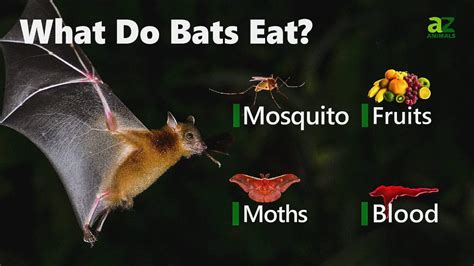 What Do Bats Eat? 14 Foods in Their Diet - A-Z Animals