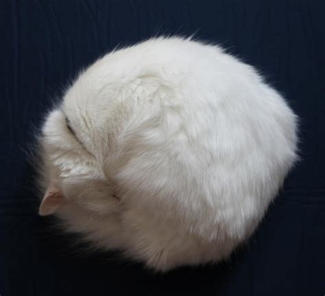 round cat - Free Stock Photo by 2happy on Stockvault.net