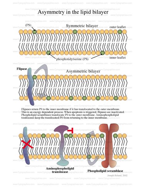 Asymmetric Lipid Bilayer