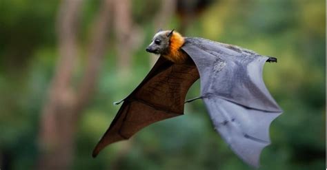 What Do Bats Eat? 14 Foods in Their Diet - A-Z Animals