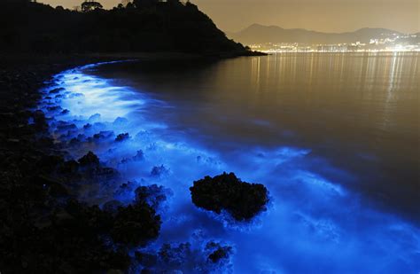 glowing beach, bioluminescent plankton, glowing beach bioluminescent ...