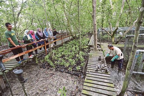 Eksotik hutan paya bakau | Harian Metro