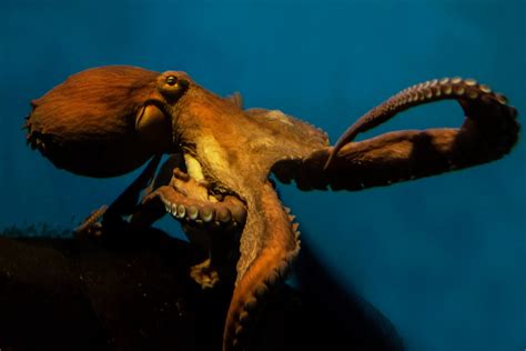 Are There Freshwater Octopus Species? - American Oceans