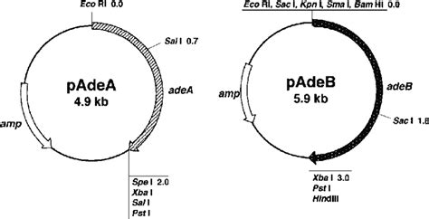 Plasmids Constructed for Transformation of Adenine Auxotrophic Mutants ...