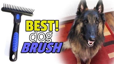 BEST Dog Brush for Long Hair | Top Dog Brushes - YouTube