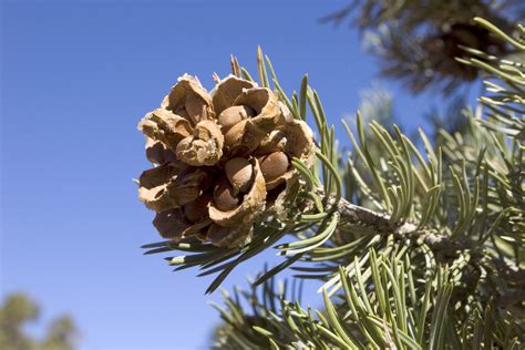 Pine Nut Harvesting – Tips On How To Grow Pine Nuts And Harvest Them