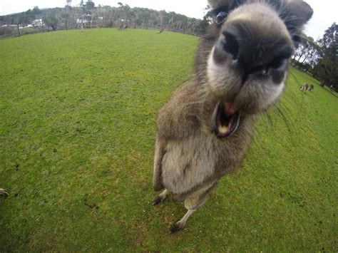 Phillip Island Wildlife Park, The most inquisitive kangaroo I have ever ...