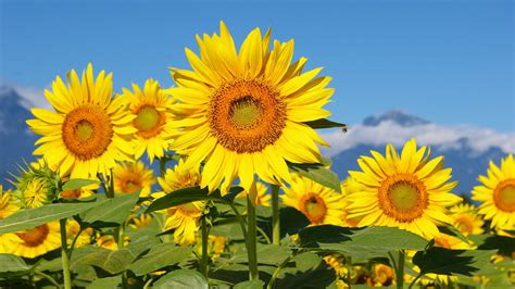 Sunflower Field Widescreen Wallpapers 23690 - Baltana