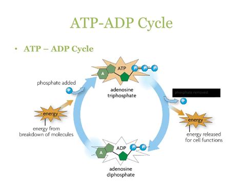 Diagram Of Atp Cycle