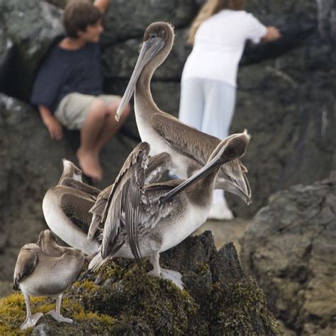 Catalina Island Wildlife Programs - Catalina Island Conservancy