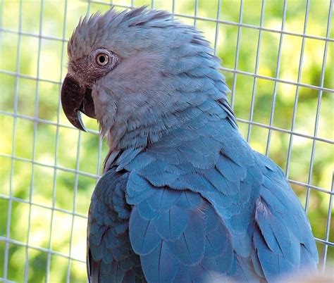 Blue Parrot in Movie Rio- What is the real Blu? | Macaw, Parrot, Macaw ...