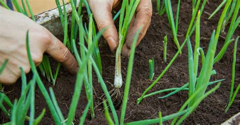 7+ tips to follow for growing green onions that are full of flavor ...