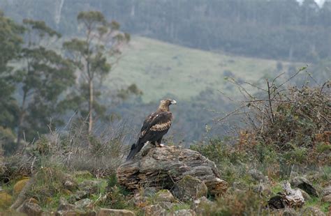 Wedge-tailed Eagle Research Fund - NRM South