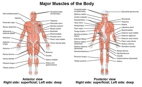 Naming Skeletal Muscles | Anatomy and Physiology I