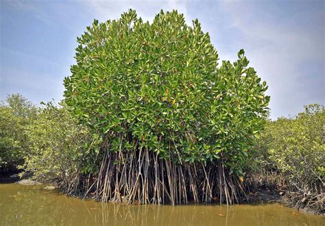 Mangrove Forests