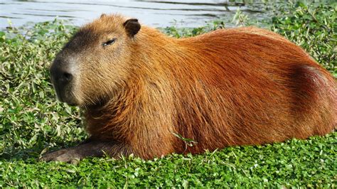 Capybara Wallpapers - Wallpaper Cave