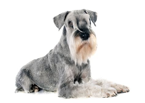 Schnauzer Breed Guide | Petbarn