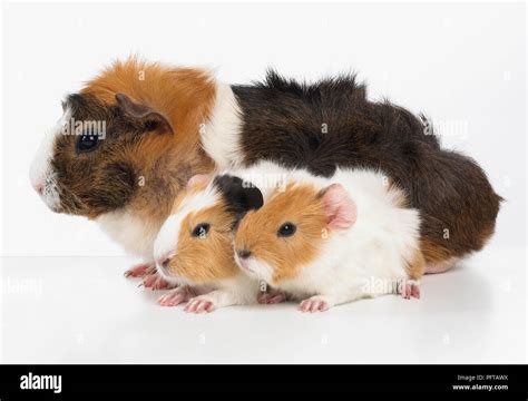 Mother and baby guinea pigs, Abyssinian guinea pigs Stock Photo - Alamy