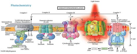 What's New - Cold laser therapy, also known as low level laser therapy ...