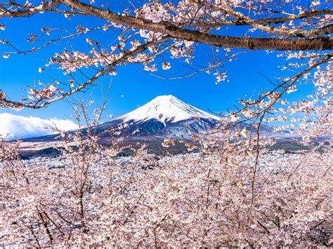 Mt. Fuji & Lake Kawaguchiko Seasonal Flower Viewing Day Tour - Klook