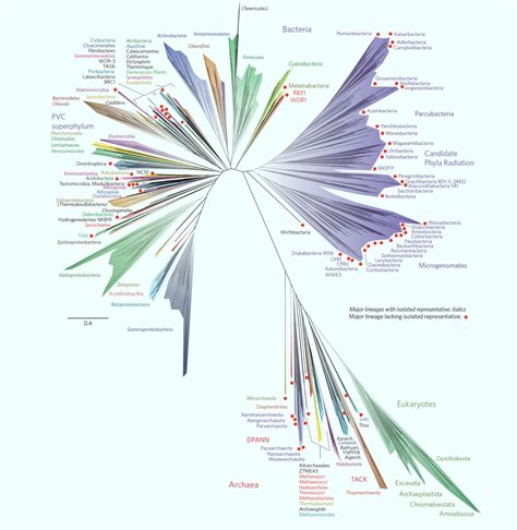 A 2016 representation of the tree of life. Image credit: Laura A. Hug ...