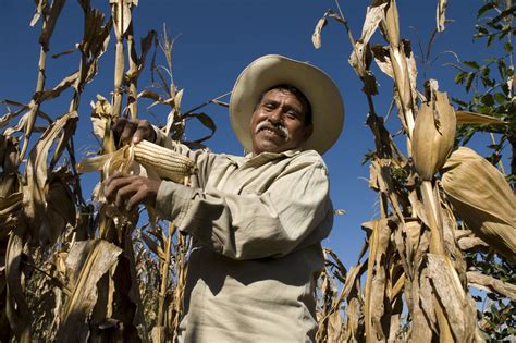 Increase family income of 50 Mexican farmers - GlobalGiving