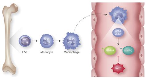 JAK out of the box: myeloproliferative neoplasms--associated JAK2 V617F ...