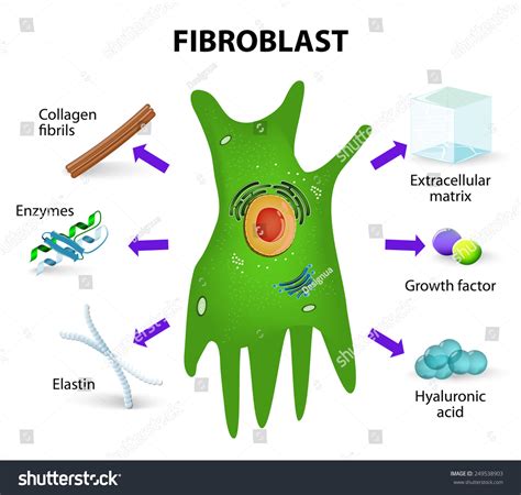 Fibroblast Structure Function Human Skin Cell Stock-vektor (royaltyfri ...