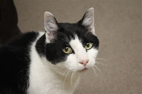 Berkshire Humane Society Pet of the Week: Meet Casper