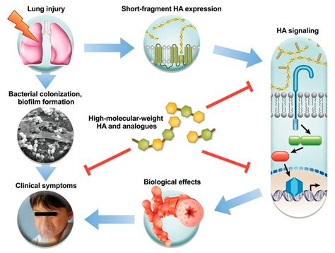 Cells | Free Full-Text | Use of Hyaluronic Acid (HA) in Chronic Airway ...