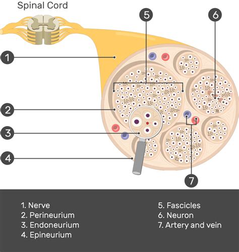 Nerve Structure (Anatomy and diagram) | GetBodySmart