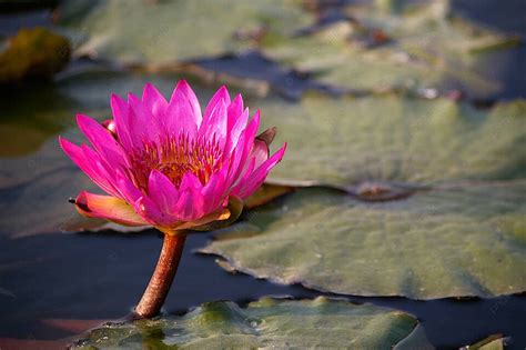 Bunga Teratai Di Taman Kolam Raksasa Oriental Foto Latar belakang Dan ...