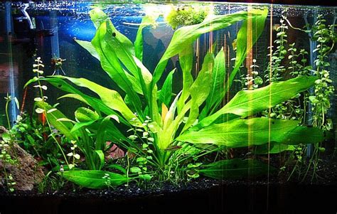 All About the Amazon Sword Plant | Discus.com