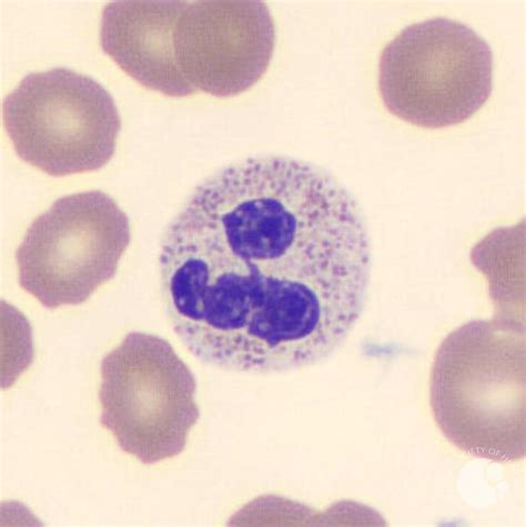 Segmented neutrophil