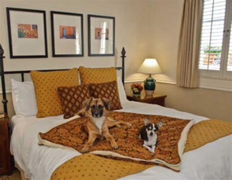 Pet-friendly hotels perfect for family vacations | Dog friendly hotels ...