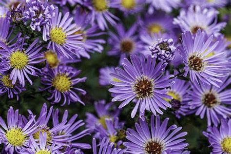 Aster | Aster is a genus of perennial flowering plants in th… | Flickr