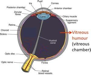 Difference Between Vitreous Humour and Aqueous Humour (with Comparison ...