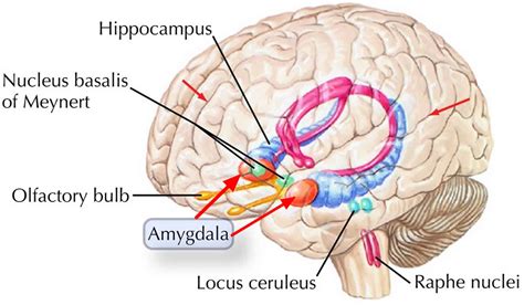 Amygdala function, location & what happens when amygdala is damaged