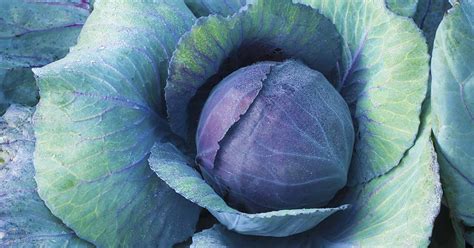 9 of the Best Cabbage Varieties | Gardener's Path