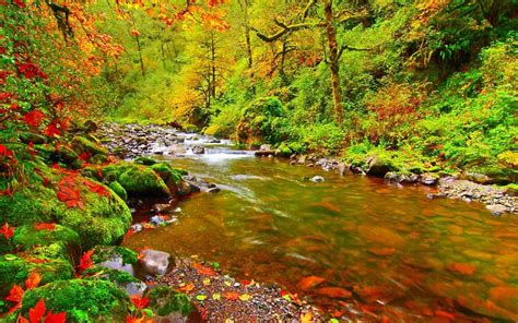 Nature Live Wallpaper Download - Fall Leaves Mountain Stream (#802187 ...