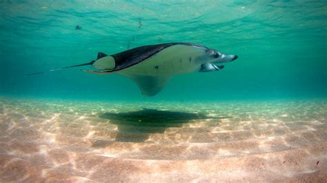 Manta ray nursery discovered along southeast Florida coast