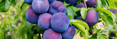 types of plum trees uk - Meet A Nice Blogged Image Archive