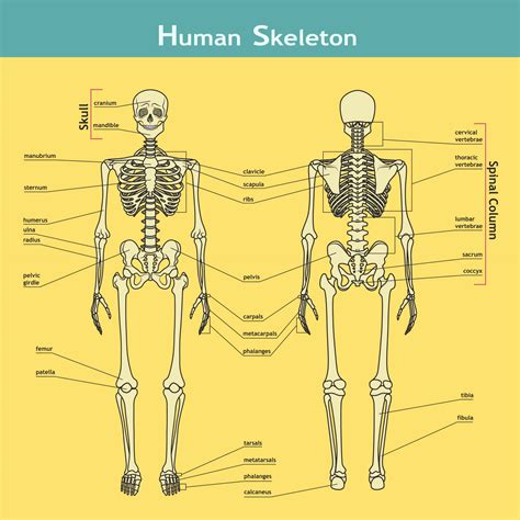 Diagram Of The Human Body Bones