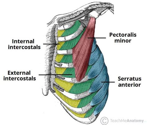 Thoracic Muscles - Attachments - Actions - TeachMeAnatomy