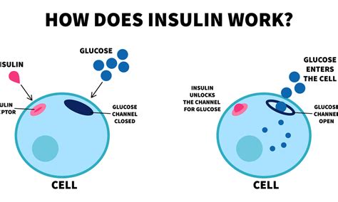 The Role of Insulin in Body Metabolism | Grabyourworld