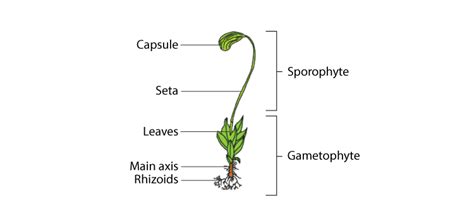 Phylum Bryophyta Diagram