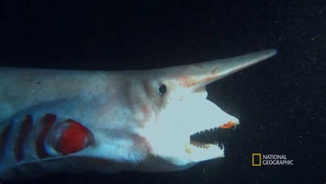 Boop! Goblin Sharks Have a Huge Snoot and Extendable Jaws - Nerdist